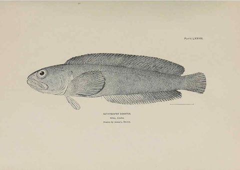 Reproducción/Reproduction 6306171608: The fur seals and fur-seal islands of the North Pacific Ocean. v.3. Washington,Govt. Print. Off.,1898-99