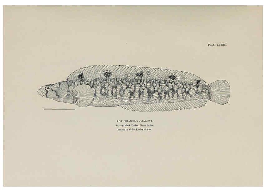 Reproducción/Reproduction 6306171786: The fur seals and fur-seal islands of the North Pacific Ocean. v.3. Washington,Govt. Print. Off.,1898-99