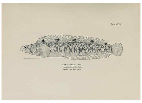 Reproducción/Reproduction 6306171786: The fur seals and fur-seal islands of the North Pacific Ocean. v.3. Washington,Govt. Print. Off.,1898-99