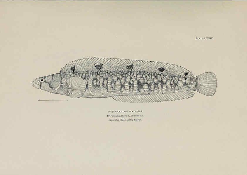 Reproducción/Reproduction 6306171786: The fur seals and fur-seal islands of the North Pacific Ocean. v.3. Washington,Govt. Print. Off.,1898-99