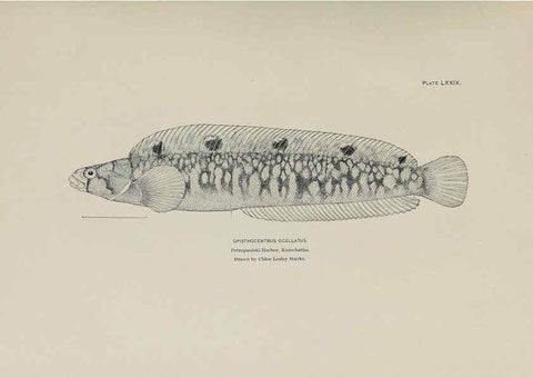 Reproducción/Reproduction 6306171786: The fur seals and fur-seal islands of the North Pacific Ocean. v.3. Washington,Govt. Print. Off.,1898-99