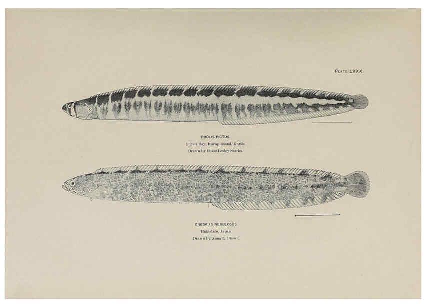 Reproducción/Reproduction 6306171984: The fur seals and fur-seal islands of the North Pacific Ocean. v.3. Washington,Govt. Print. Off.,1898-99