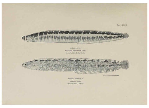 Reproducción/Reproduction 6306171984: The fur seals and fur-seal islands of the North Pacific Ocean. v.3. Washington,Govt. Print. Off.,1898-99