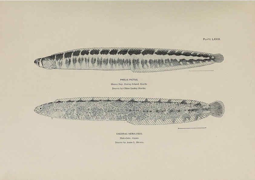 Reproducción/Reproduction 6306171984: The fur seals and fur-seal islands of the North Pacific Ocean. v.3. Washington,Govt. Print. Off.,1898-99