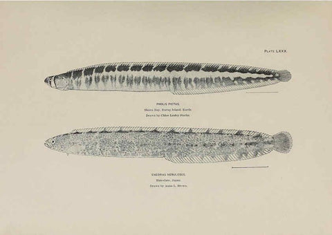Reproducción/Reproduction 6306171984: The fur seals and fur-seal islands of the North Pacific Ocean. v.3. Washington,Govt. Print. Off.,1898-99