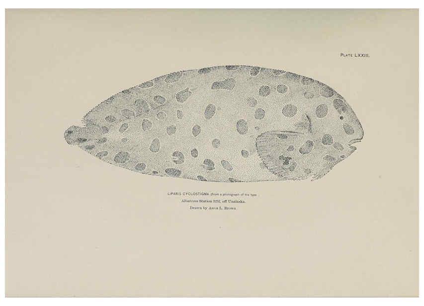 Reproducción/Reproduction 6306170722: The fur seals and fur-seal islands of the North Pacific Ocean. v.3. Washington,Govt. Print. Off.,1898-99