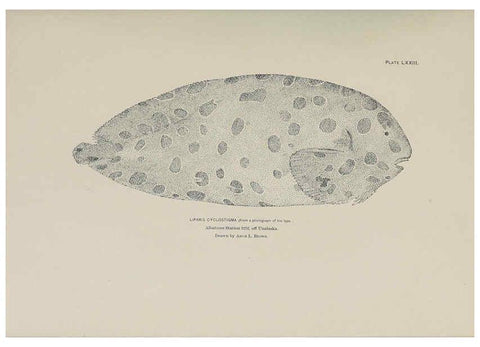 Reproducción/Reproduction 6306170722: The fur seals and fur-seal islands of the North Pacific Ocean. v.3. Washington,Govt. Print. Off.,1898-99
