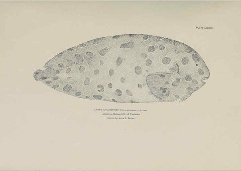 Reproducción/Reproduction 6306170722: The fur seals and fur-seal islands of the North Pacific Ocean. v.3. Washington,Govt. Print. Off.,1898-99