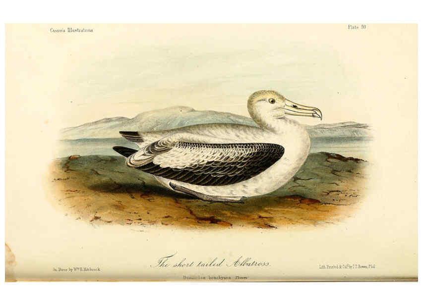 Reproducción/Reproduction 6306019309: Illustrations of the birds of California, Texas, Oregon, British and Russian America Philadelphia: :J.B. Lippincott & Co.,1862