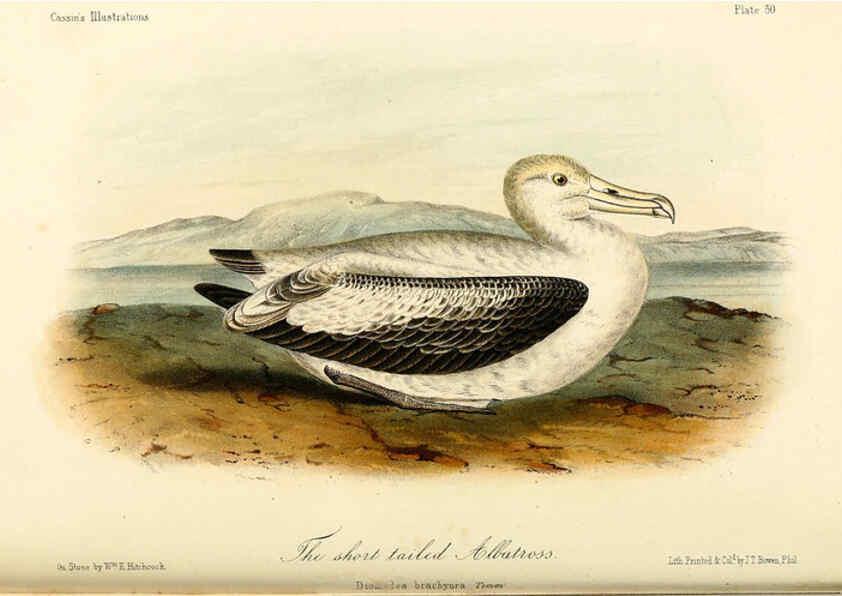 Reproducción/Reproduction 6306019309: Illustrations of the birds of California, Texas, Oregon, British and Russian America Philadelphia: :J.B. Lippincott & Co.,1862