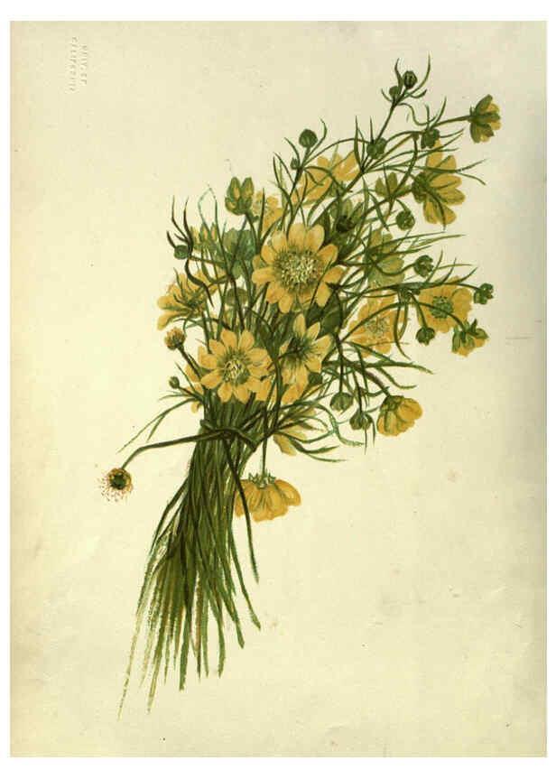 Reproducción/Reproduction 6309033036: Wild flowers of the Pacific coast New York :Cassell & company, limited,[c1887] 