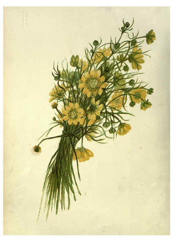 Reproducción/Reproduction 6309033036: Wild flowers of the Pacific coast New York :Cassell & company, limited,[c1887] 