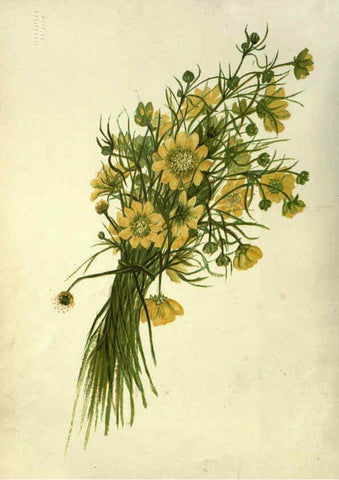 Reproducción/Reproduction 6309033036: Wild flowers of the Pacific coast New York :Cassell & company, limited,[c1887] 