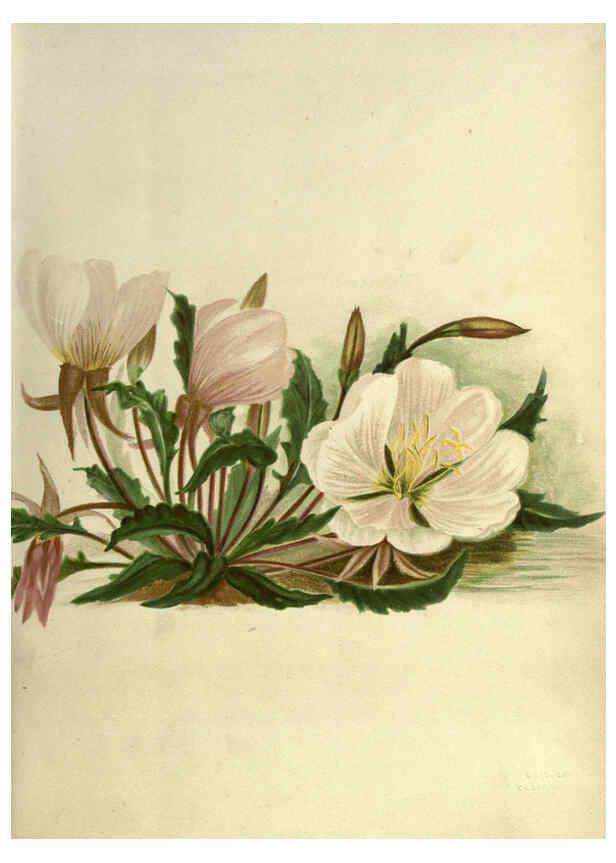 Reproducción/Reproduction 6308513049: Wild flowers of the Pacific coast New York :Cassell & company, limited,[c1887] 