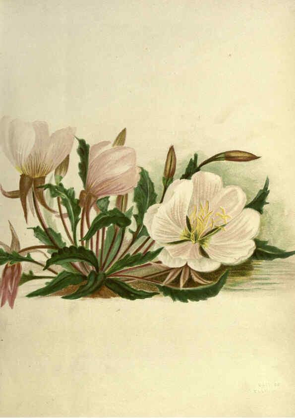 Reproducción/Reproduction 6308513049: Wild flowers of the Pacific coast New York :Cassell & company, limited,[c1887] 