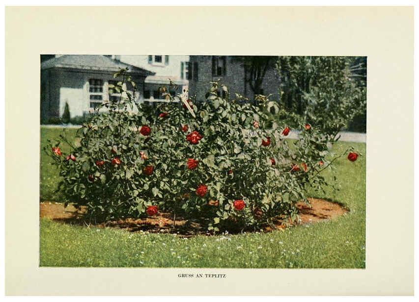 Reproducción/Reproduction 6309177532: The practical book of outdoor rose growing for the home garden Philadelphia and London,J.B. Lippincott, Co.,1920
