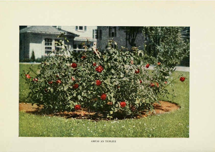 Reproducción/Reproduction 6309177532: The practical book of outdoor rose growing for the home garden Philadelphia and London,J.B. Lippincott, Co.,1920