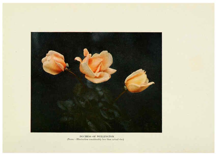 Reproducción/Reproduction 6308656727: The practical book of outdoor rose growing for the home garden Philadelphia and London,J.B. Lippincott, Co.,1920
