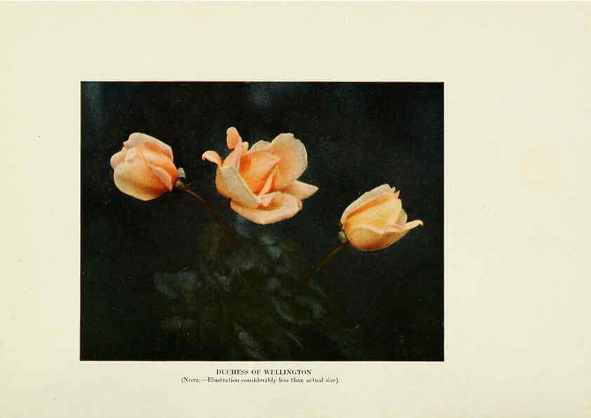 Reproducción/Reproduction 6308656727: The practical book of outdoor rose growing for the home garden Philadelphia and London,J.B. Lippincott, Co.,1920