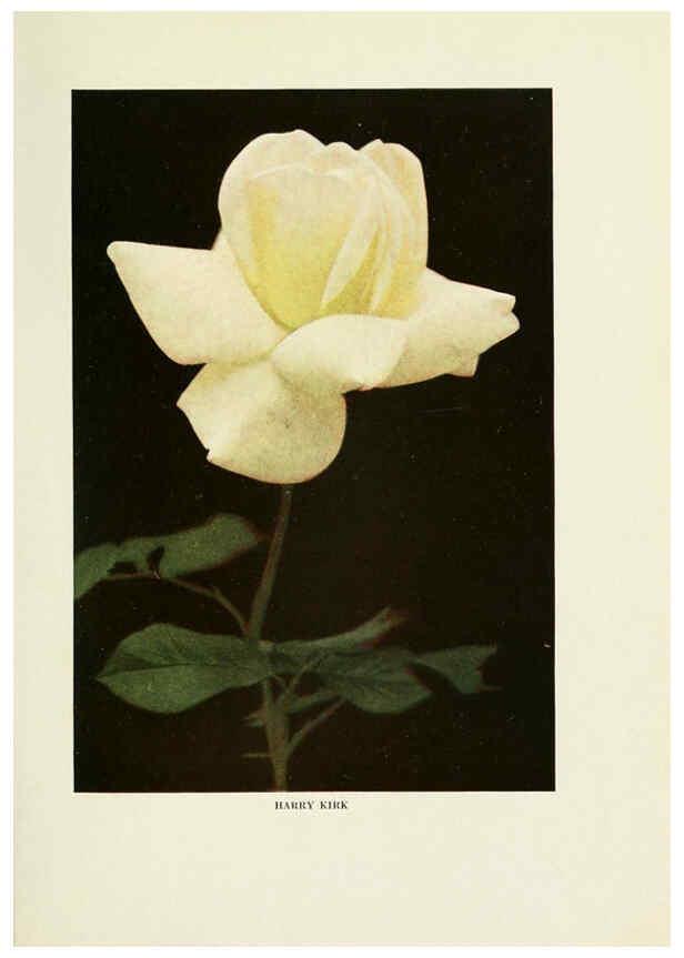 Reproducción/Reproduction 6308656887: The practical book of outdoor rose growing for the home garden Philadelphia and London,J.B. Lippincott, Co.,1920