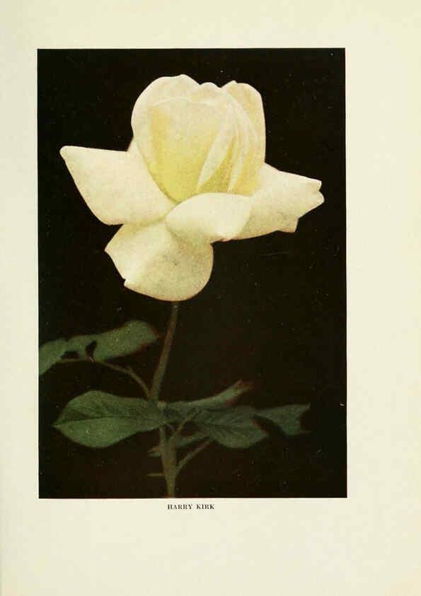Reproducción/Reproduction 6308656887: The practical book of outdoor rose growing for the home garden Philadelphia and London,J.B. Lippincott, Co.,1920