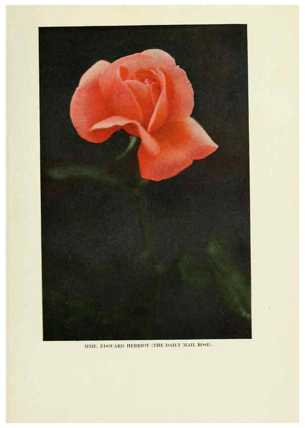 Reproducción/Reproduction 6309177942: The practical book of outdoor rose growing for the home garden Philadelphia and London,J.B. Lippincott, Co.,1920