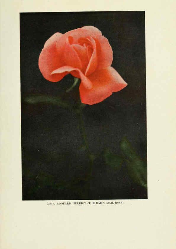 Reproducción/Reproduction 6309177942: The practical book of outdoor rose growing for the home garden Philadelphia and London,J.B. Lippincott, Co.,1920