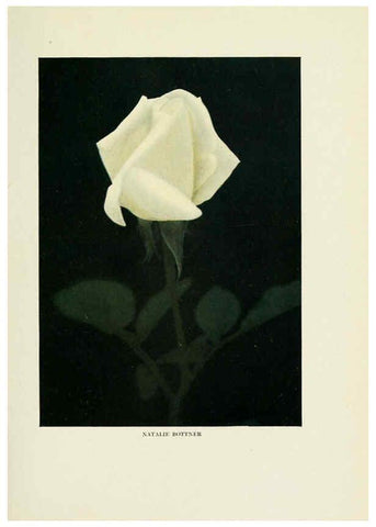 Reproducción/Reproduction 6308657377: The practical book of outdoor rose growing for the home garden Philadelphia and London,J.B. Lippincott, Co.,1920