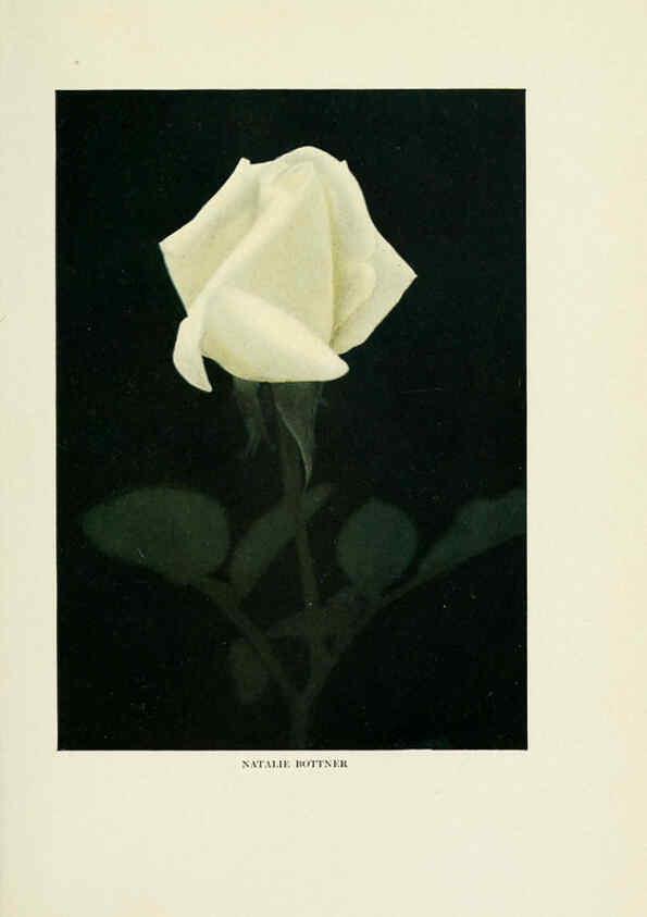 Reproducción/Reproduction 6308657377: The practical book of outdoor rose growing for the home garden Philadelphia and London,J.B. Lippincott, Co.,1920