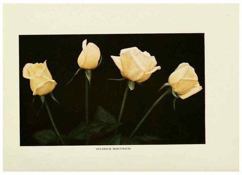 Reproducción/Reproduction 6309178440: The practical book of outdoor rose growing for the home garden Philadelphia and London,J.B. Lippincott, Co.,1920