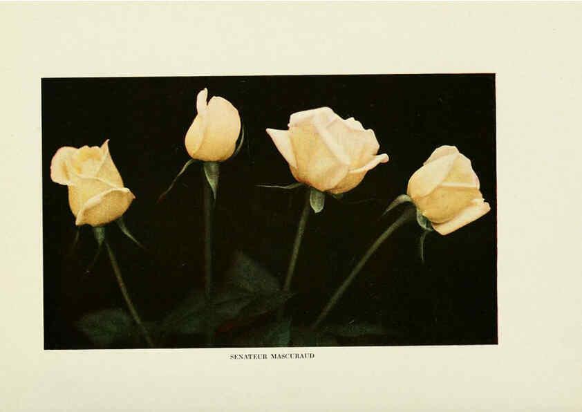 Reproducción/Reproduction 6309178440: The practical book of outdoor rose growing for the home garden Philadelphia and London,J.B. Lippincott, Co.,1920