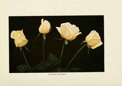 Reproducción/Reproduction 6309178440: The practical book of outdoor rose growing for the home garden Philadelphia and London,J.B. Lippincott, Co.,1920