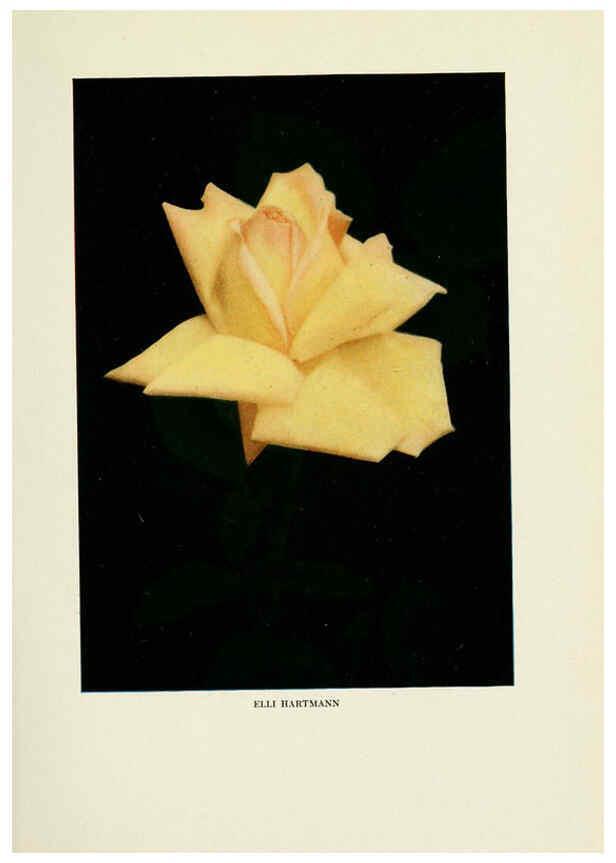 Reproducción/Reproduction 6309178578: The practical book of outdoor rose growing for the home garden Philadelphia and London,J.B. Lippincott, Co.,1920