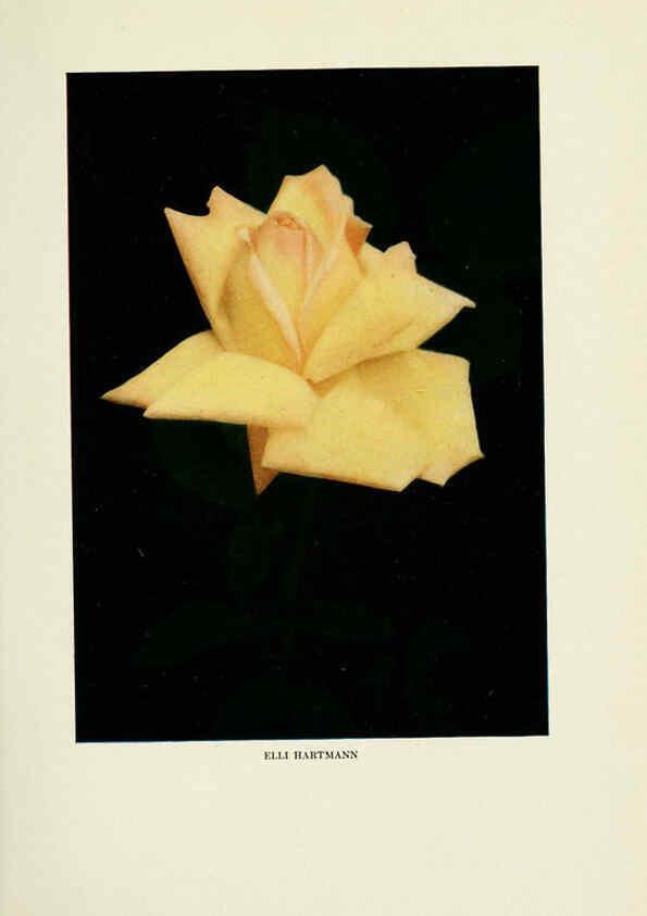Reproducción/Reproduction 6309178578: The practical book of outdoor rose growing for the home garden Philadelphia and London,J.B. Lippincott, Co.,1920
