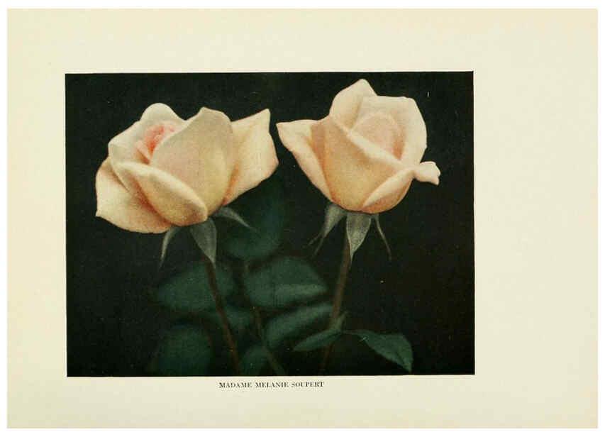 Reproducción/Reproduction 6308657837: The practical book of outdoor rose growing for the home garden Philadelphia and London,J.B. Lippincott, Co.,1920
