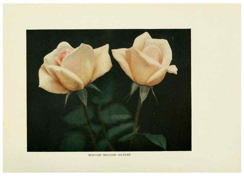 Reproducción/Reproduction 6308657837: The practical book of outdoor rose growing for the home garden Philadelphia and London,J.B. Lippincott, Co.,1920