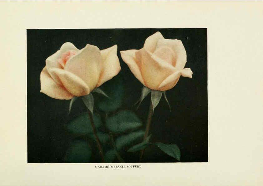 Reproducción/Reproduction 6308657837: The practical book of outdoor rose growing for the home garden Philadelphia and London,J.B. Lippincott, Co.,1920