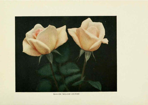 Reproducción/Reproduction 6308657837: The practical book of outdoor rose growing for the home garden Philadelphia and London,J.B. Lippincott, Co.,1920