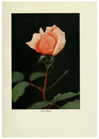 Reproducción/Reproduction 6308657987: The practical book of outdoor rose growing for the home garden Philadelphia and London,J.B. Lippincott, Co.,1920