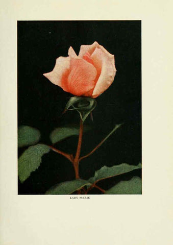 Reproducción/Reproduction 6308657987: The practical book of outdoor rose growing for the home garden Philadelphia and London,J.B. Lippincott, Co.,1920
