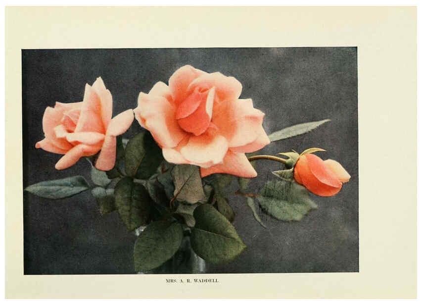 Reproducción/Reproduction 6309179054: The practical book of outdoor rose growing for the home garden Philadelphia and London,J.B. Lippincott, Co.,1920