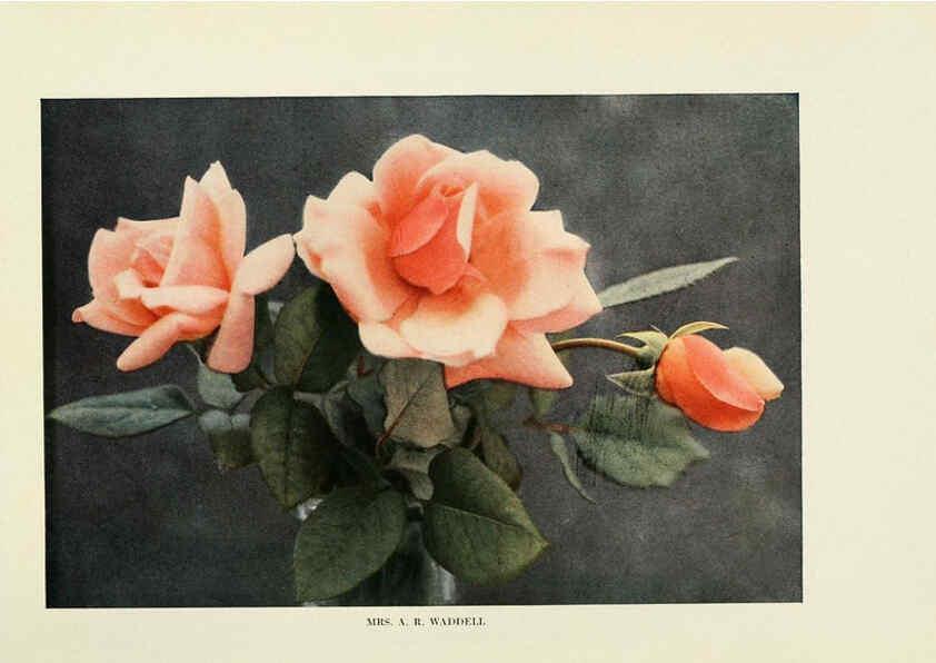 Reproducción/Reproduction 6309179054: The practical book of outdoor rose growing for the home garden Philadelphia and London,J.B. Lippincott, Co.,1920