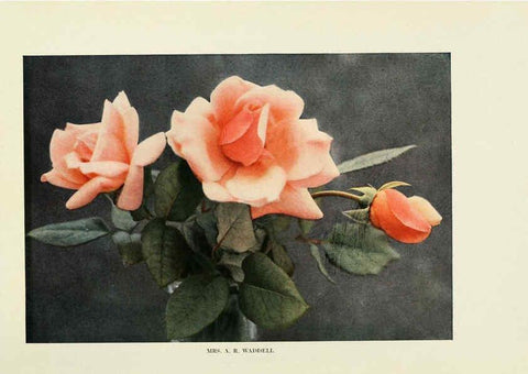 Reproducción/Reproduction 6309179054: The practical book of outdoor rose growing for the home garden Philadelphia and London,J.B. Lippincott, Co.,1920