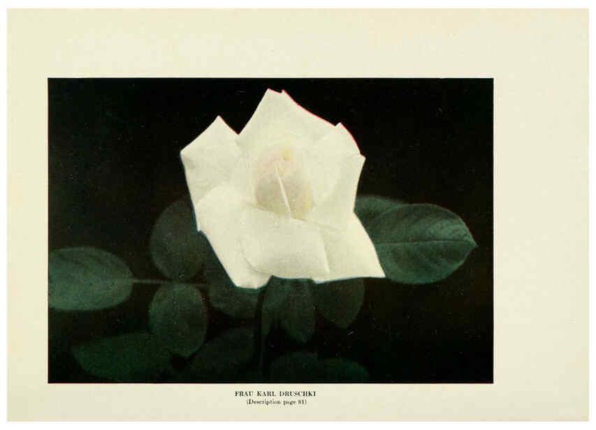Reproducción/Reproduction 6308658275: The practical book of outdoor rose growing for the home garden Philadelphia and London,J.B. Lippincott, Co.,1920