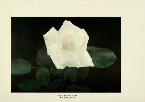 Reproducción/Reproduction 6308658275: The practical book of outdoor rose growing for the home garden Philadelphia and London,J.B. Lippincott, Co.,1920