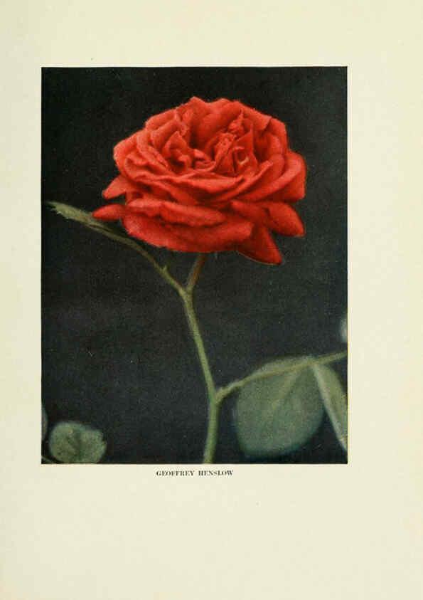 Reproducción/Reproduction 6308658423: The practical book of outdoor rose growing for the home garden Philadelphia and London,J.B. Lippincott, Co.,1920