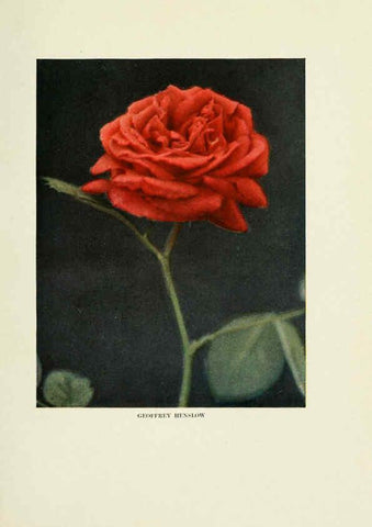 Reproducción/Reproduction 6308658423: The practical book of outdoor rose growing for the home garden Philadelphia and London,J.B. Lippincott, Co.,1920