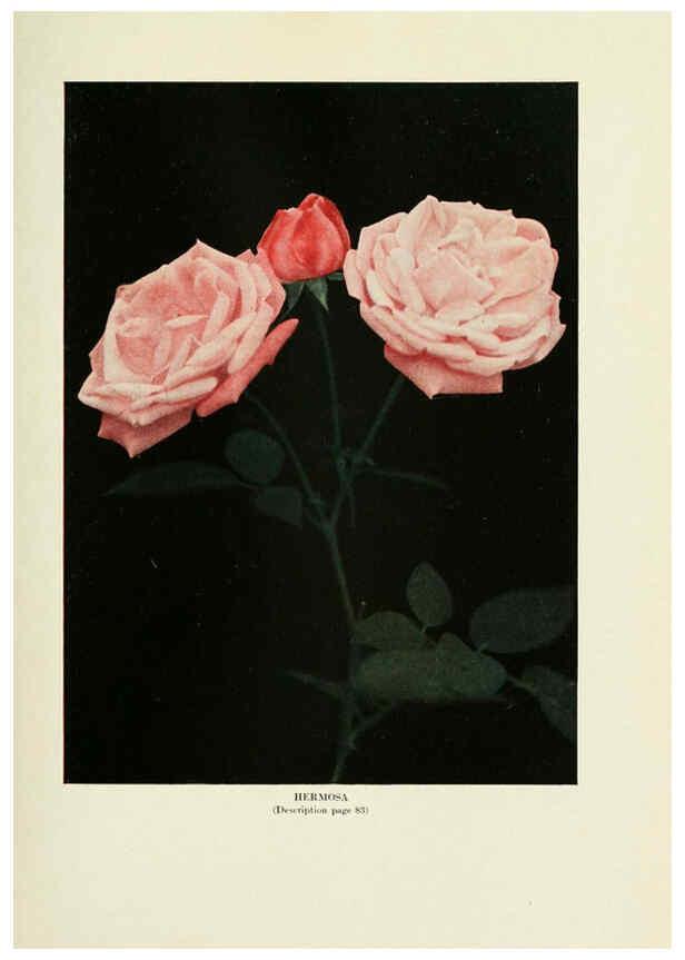 Reproducción/Reproduction 6308658571: The practical book of outdoor rose growing for the home garden Philadelphia and London,J.B. Lippincott, Co.,1920