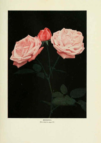 Reproducción/Reproduction 6308658571: The practical book of outdoor rose growing for the home garden Philadelphia and London,J.B. Lippincott, Co.,1920