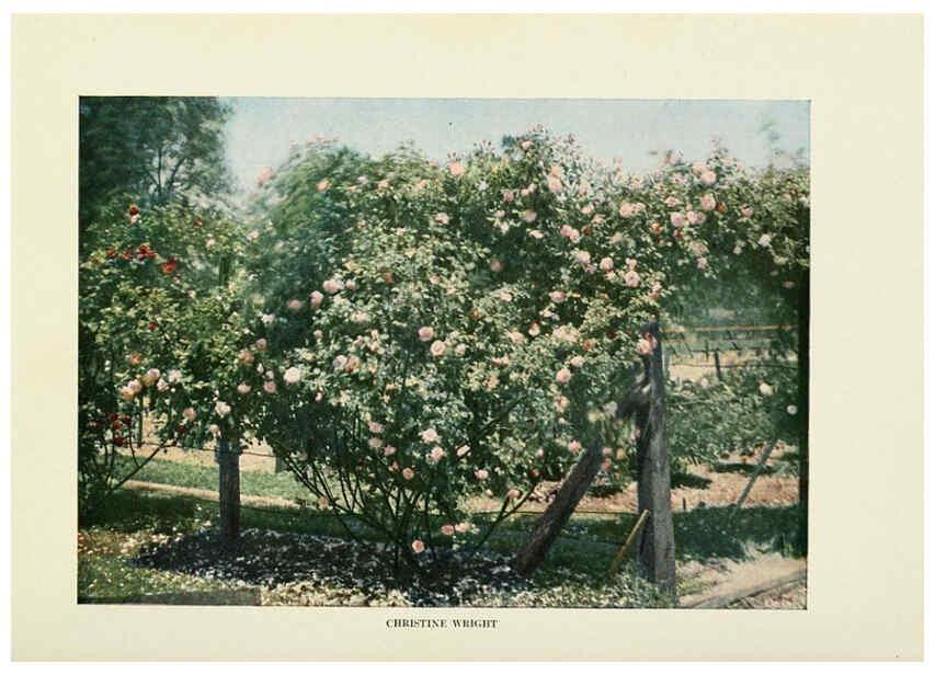 Reproducción/Reproduction 6309179628: The practical book of outdoor rose growing for the home garden Philadelphia and London,J.B. Lippincott, Co.,1920